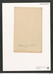 Pleurosigma sp. (de-Toni-Nr.: Genus 13) Zeichnungen Sammlung Grunow (NHMW-BOT-W0369217)
